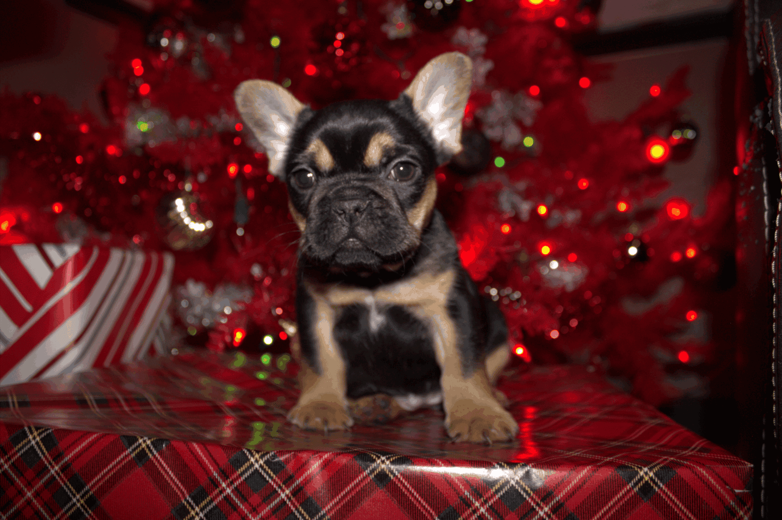 Fluffy frenchie puppies image 10