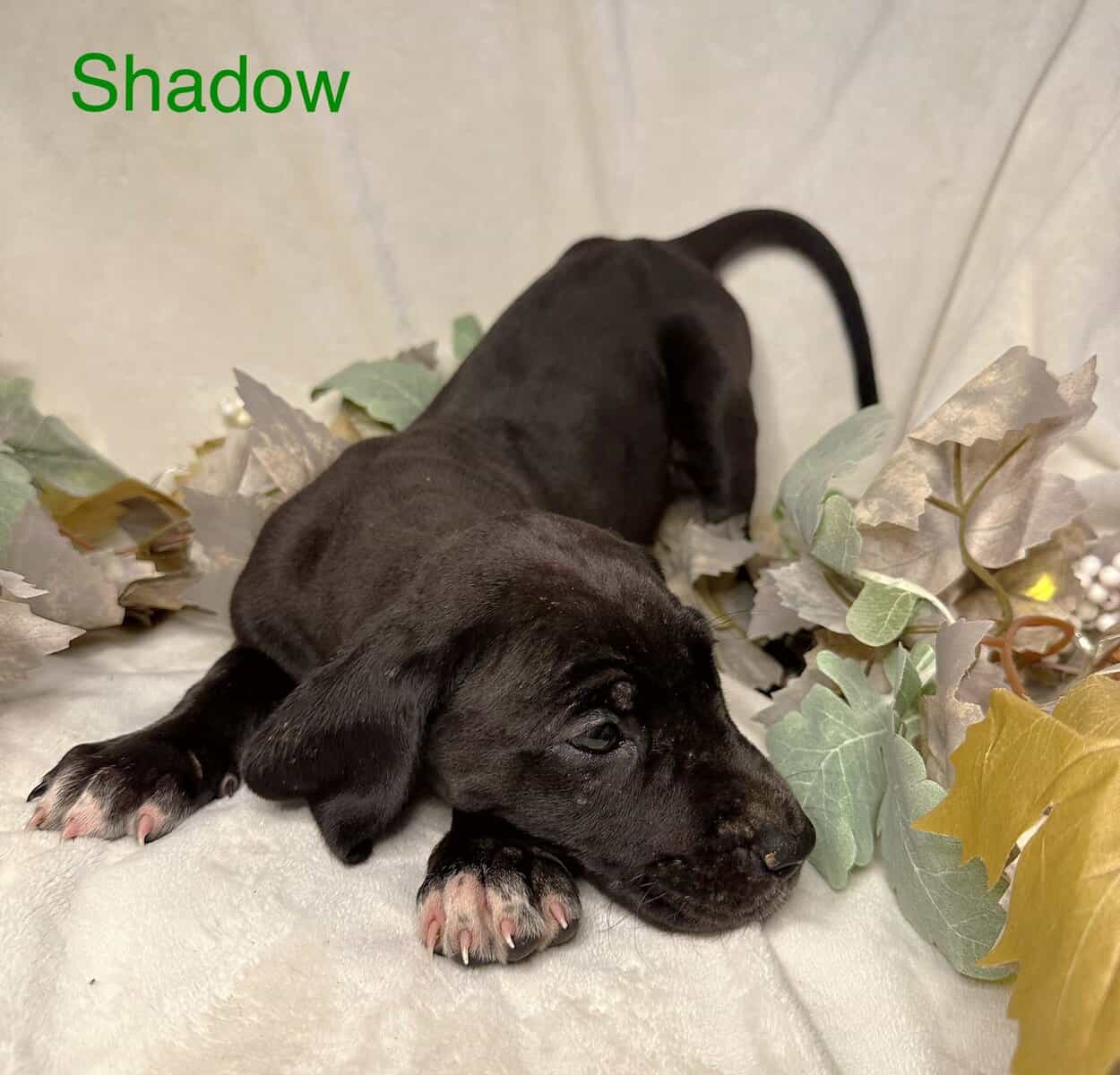 Shadow AKC Great Dane image 4