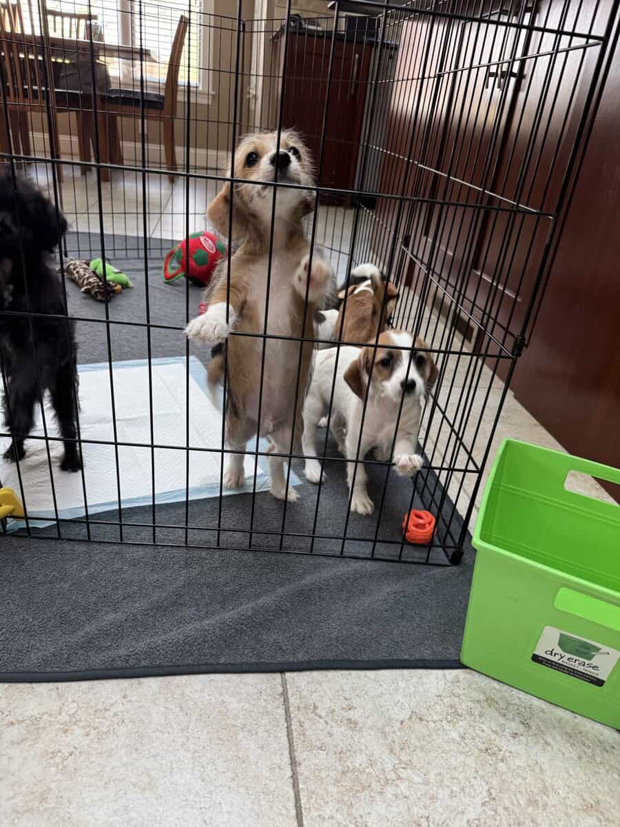 Adorable Toy Poodle mix with Chiweenie Puppies image 3