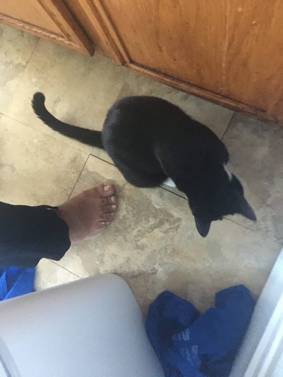 Domestic Shorthair Kitten, male needs a home image 7