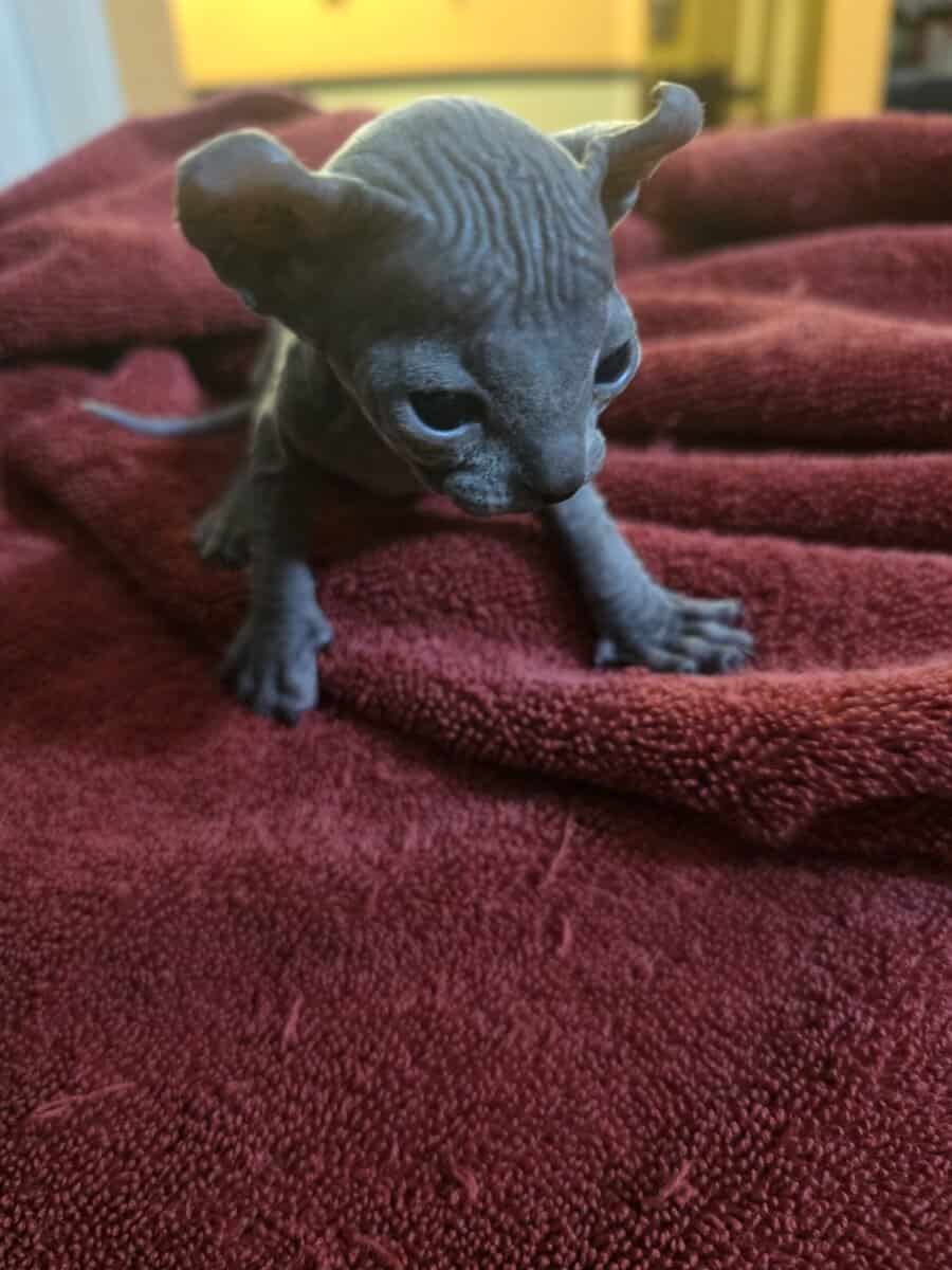 Hairless Sphynx Kittens image 4