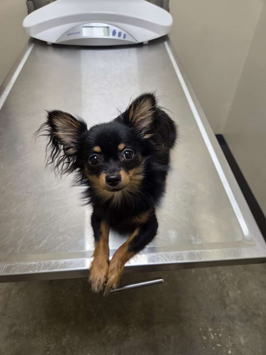 Longhair teacup chihuahua image 3