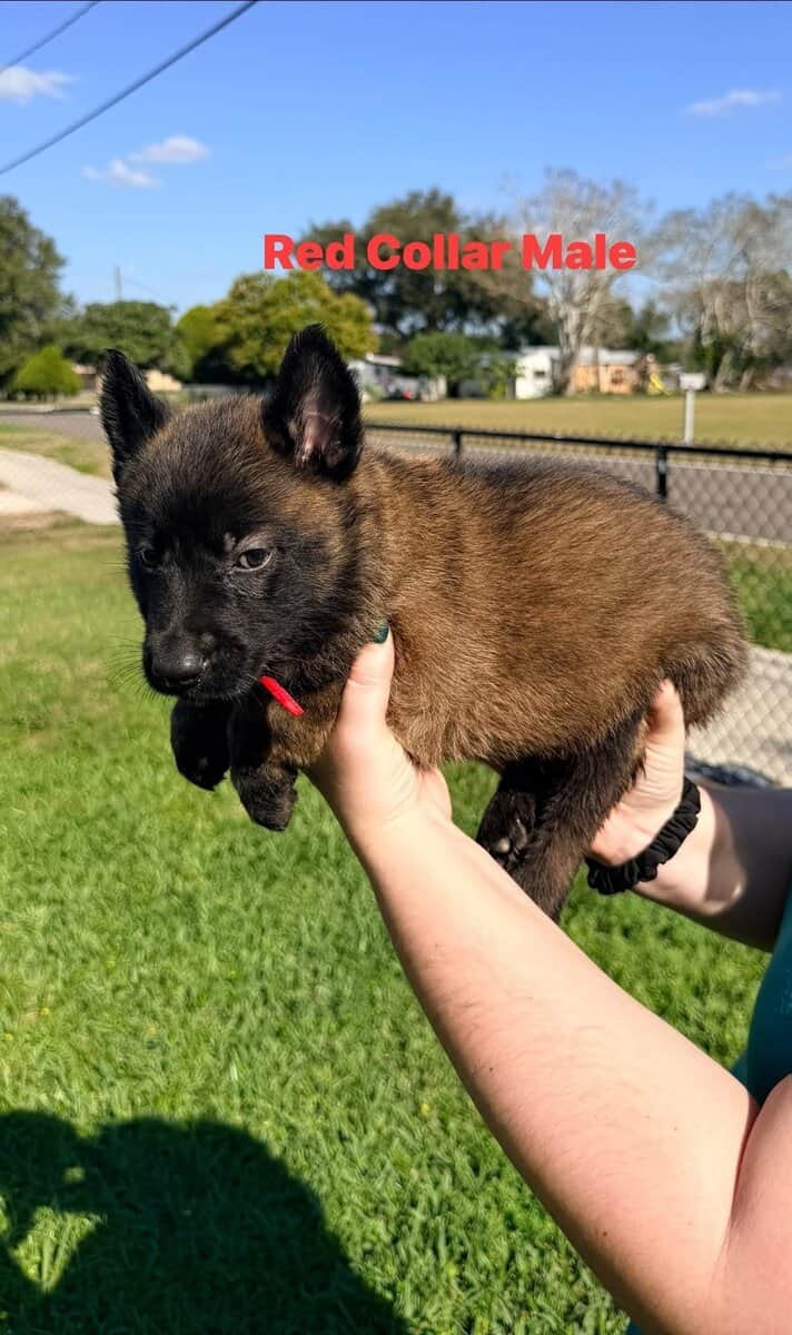 Belgian Malinois pups image 4