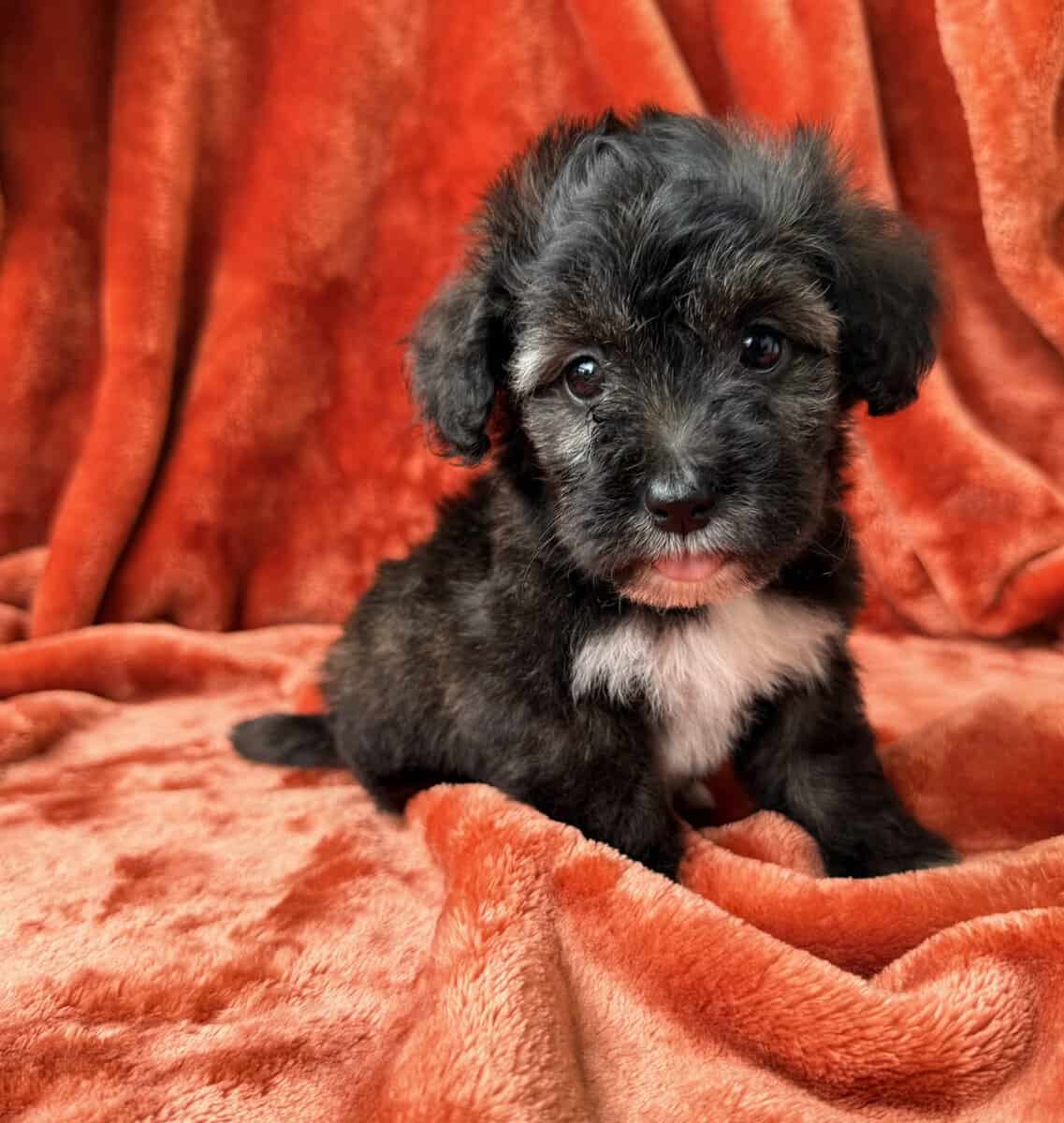 Mochi - Maltipoo Female image 1