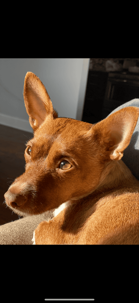 Milo needs a new home image 3