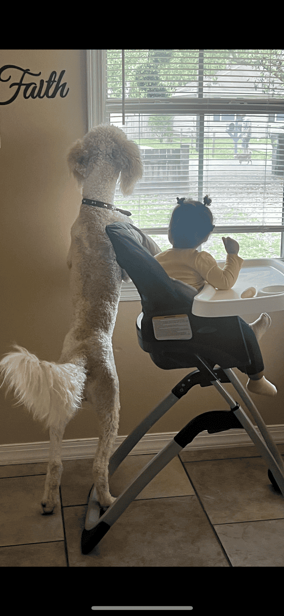 Full-Bred Registered Poodle – 4 Years Old – Kid-Fr image 2