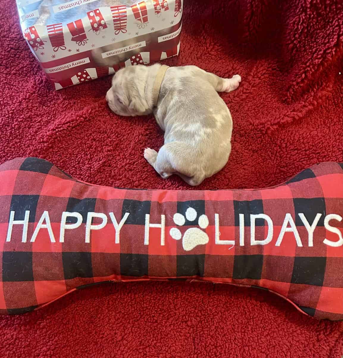 American Bully Puppies For Sale image 9