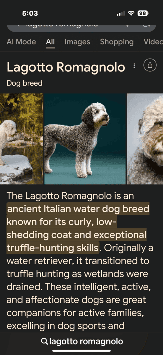 Dog looking for new home image 3