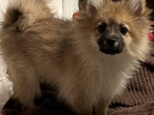 choice of 2 Pretty little girl Poms