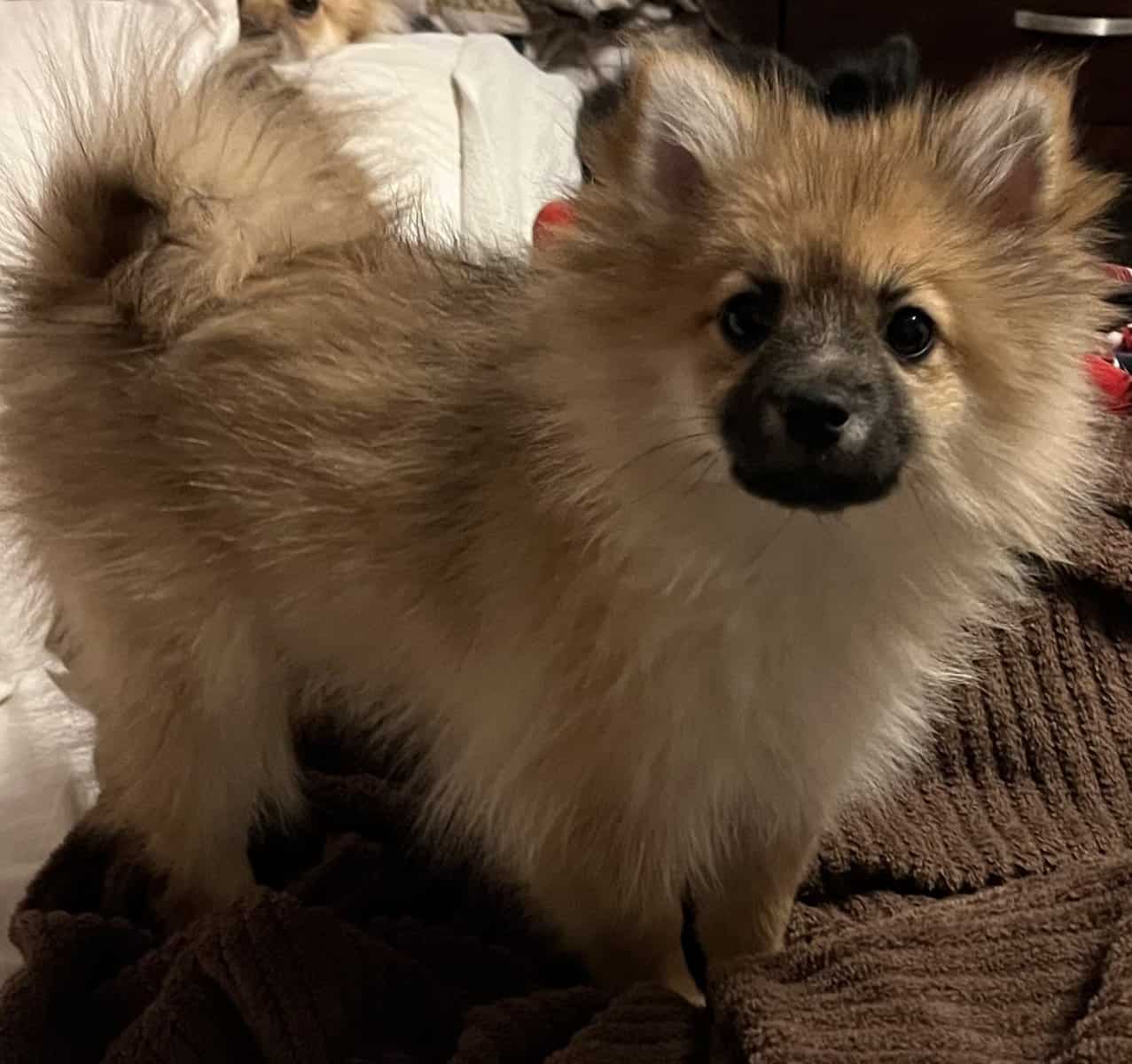 choice of 2 Pretty little girl Poms image 1