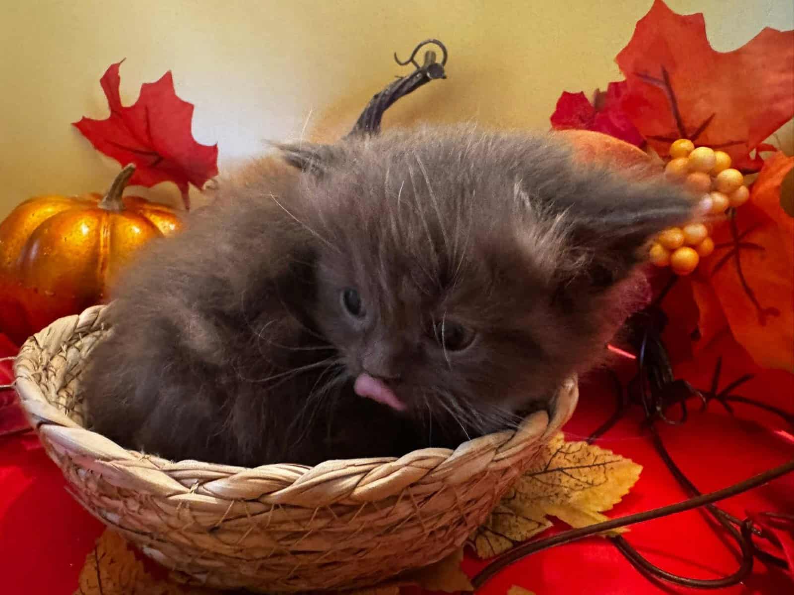 Chocolate mitted male munchkin standard image 2