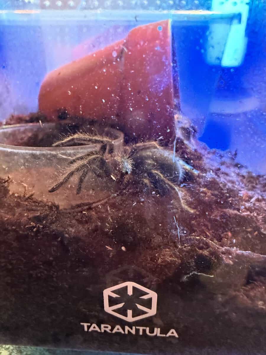 Grammstola Pulchra image 2