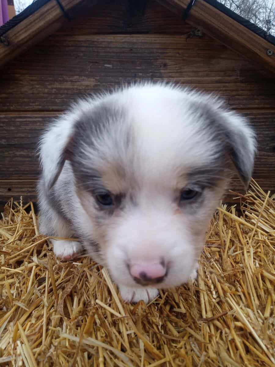 Corgi puppy for Christmas image 4