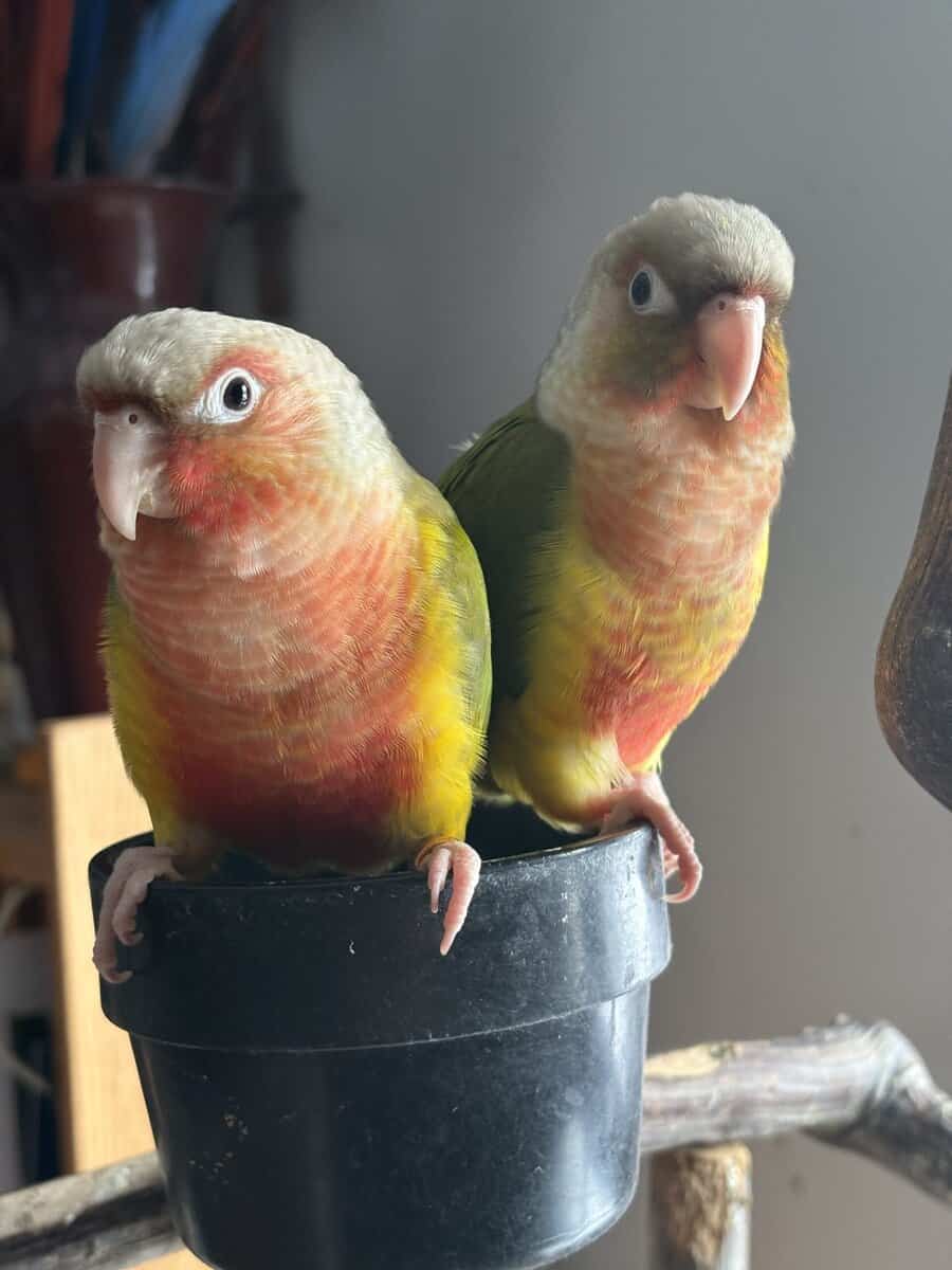 Greencheek Conures- Pineapple image 3