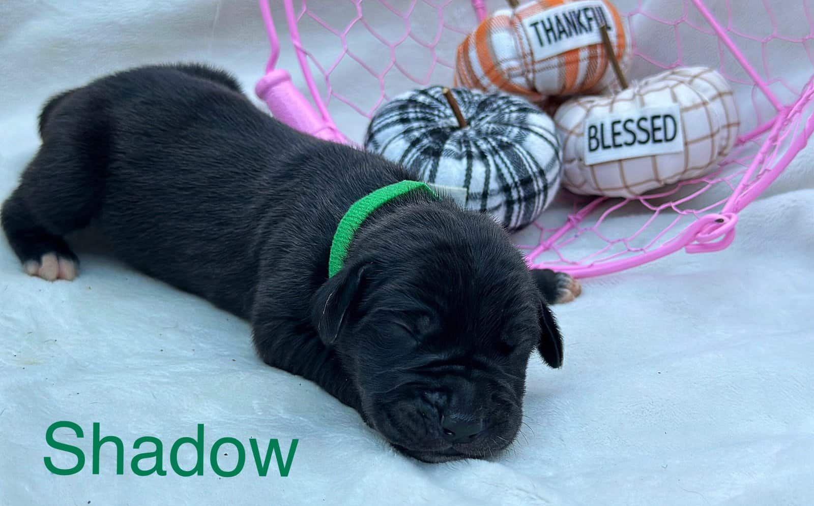 Shadow AKC Great Dane image 7