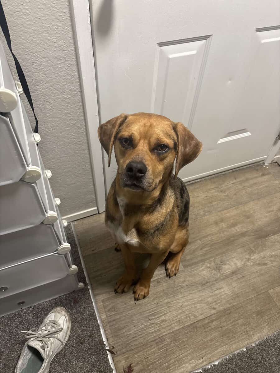 Maui is looking for a home! image 1