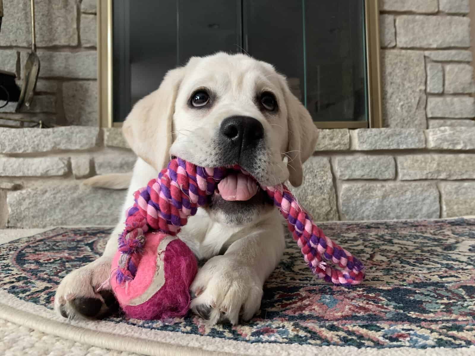 Labrador Puppies, Yellow, AKC Reg. image 5