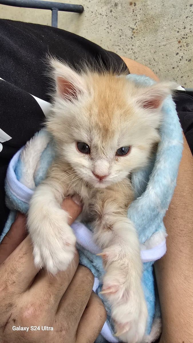 Moonshine- Purebred Maine Coon image 3