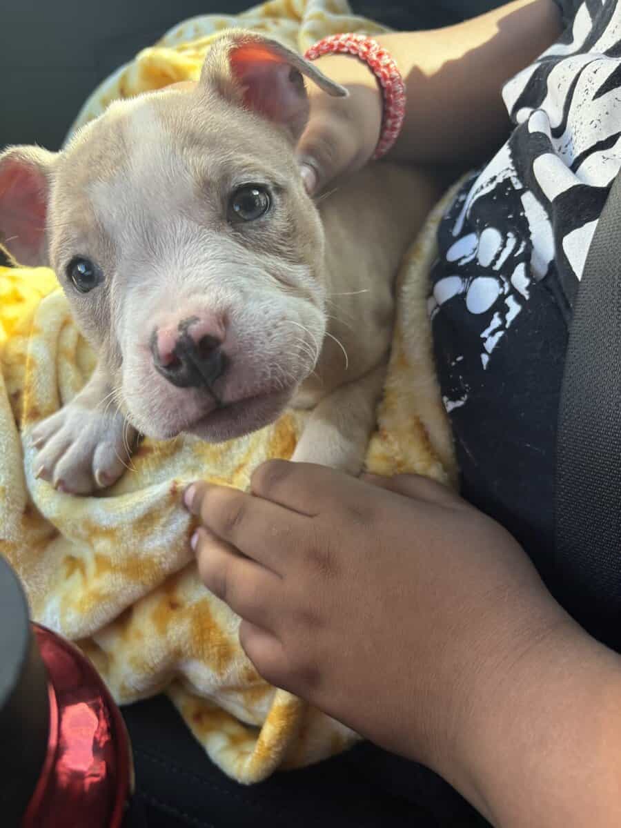 Pocket Bully looking for a home image 8