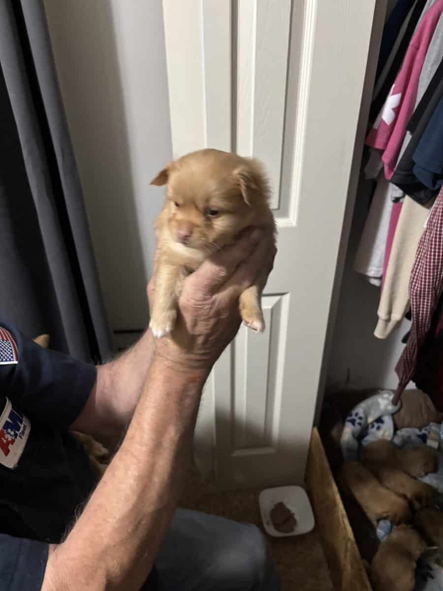Pom/Chi puppies image 2