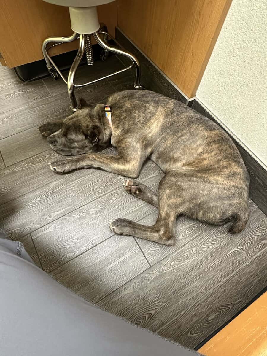 Cane Corso - Female Puppy image 2