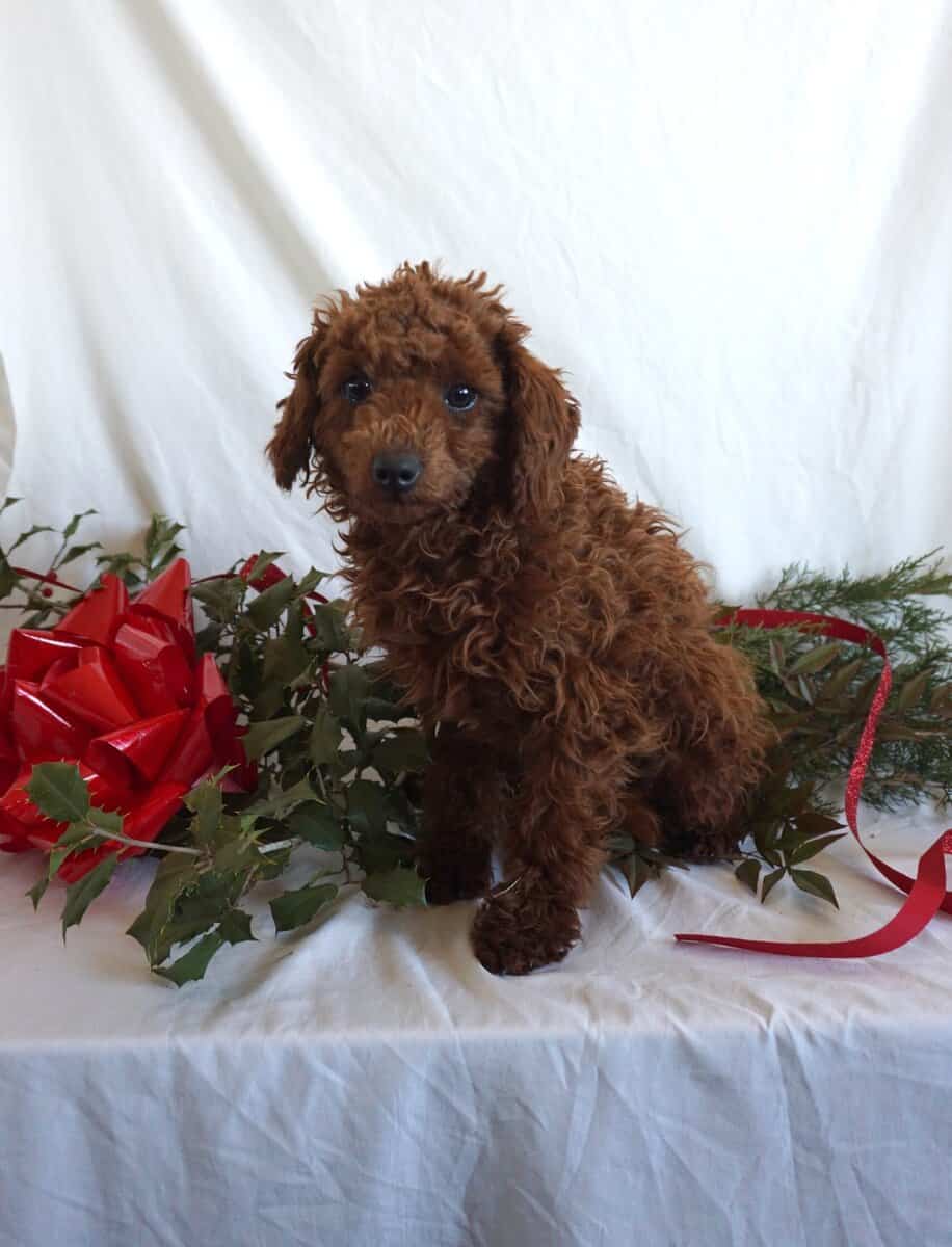 Bondie -F1B Mini Goldendoodle image 1