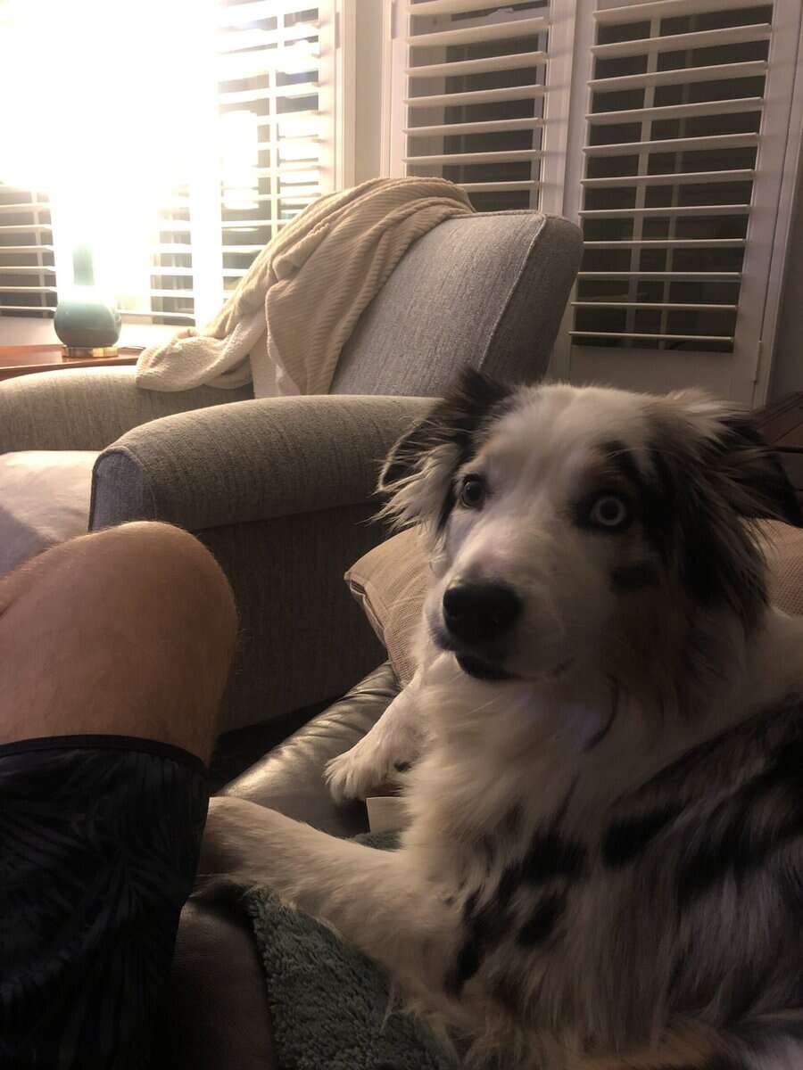 Aussie for sale/rehoming image 4