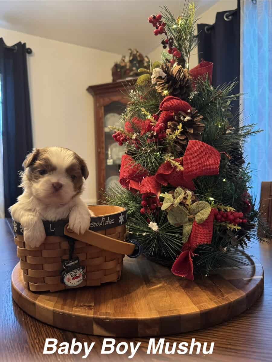 Bella's Puppies are ready for a new home! image 4