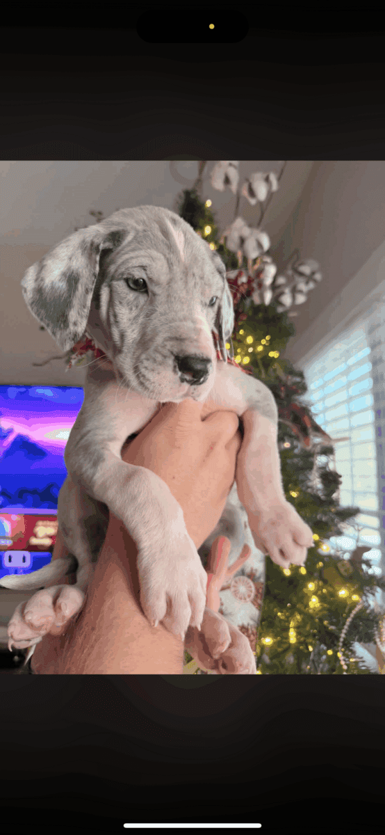 Great Dane puppies image 6