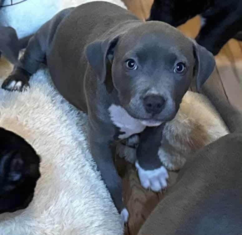 Blue Nose Pit Bull Puppies image 1