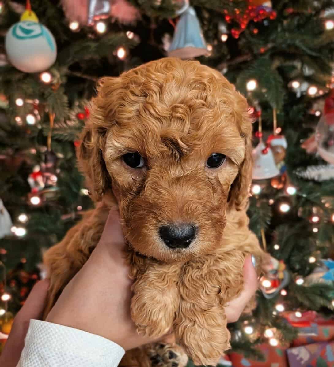 Mini Goldendoodles F2B image 4