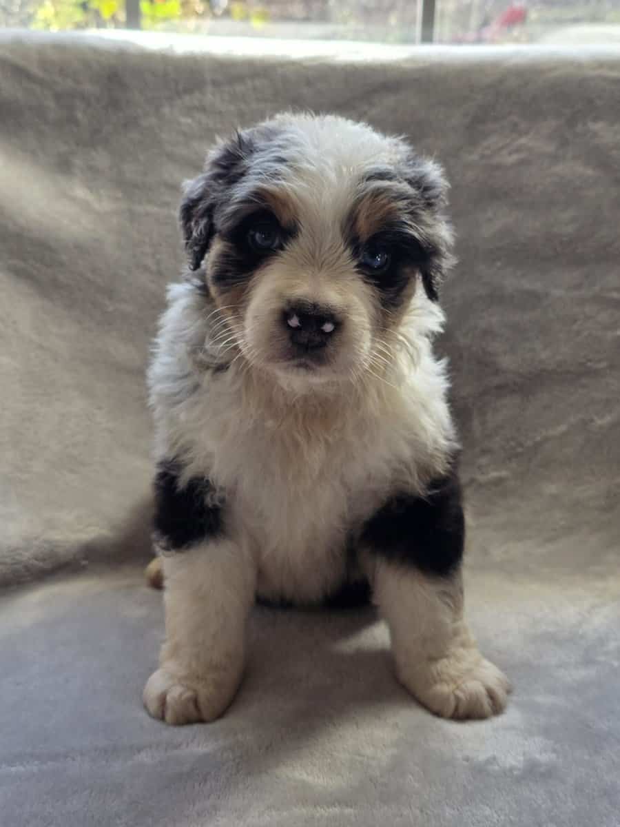 Australian shepherd puppies image 1