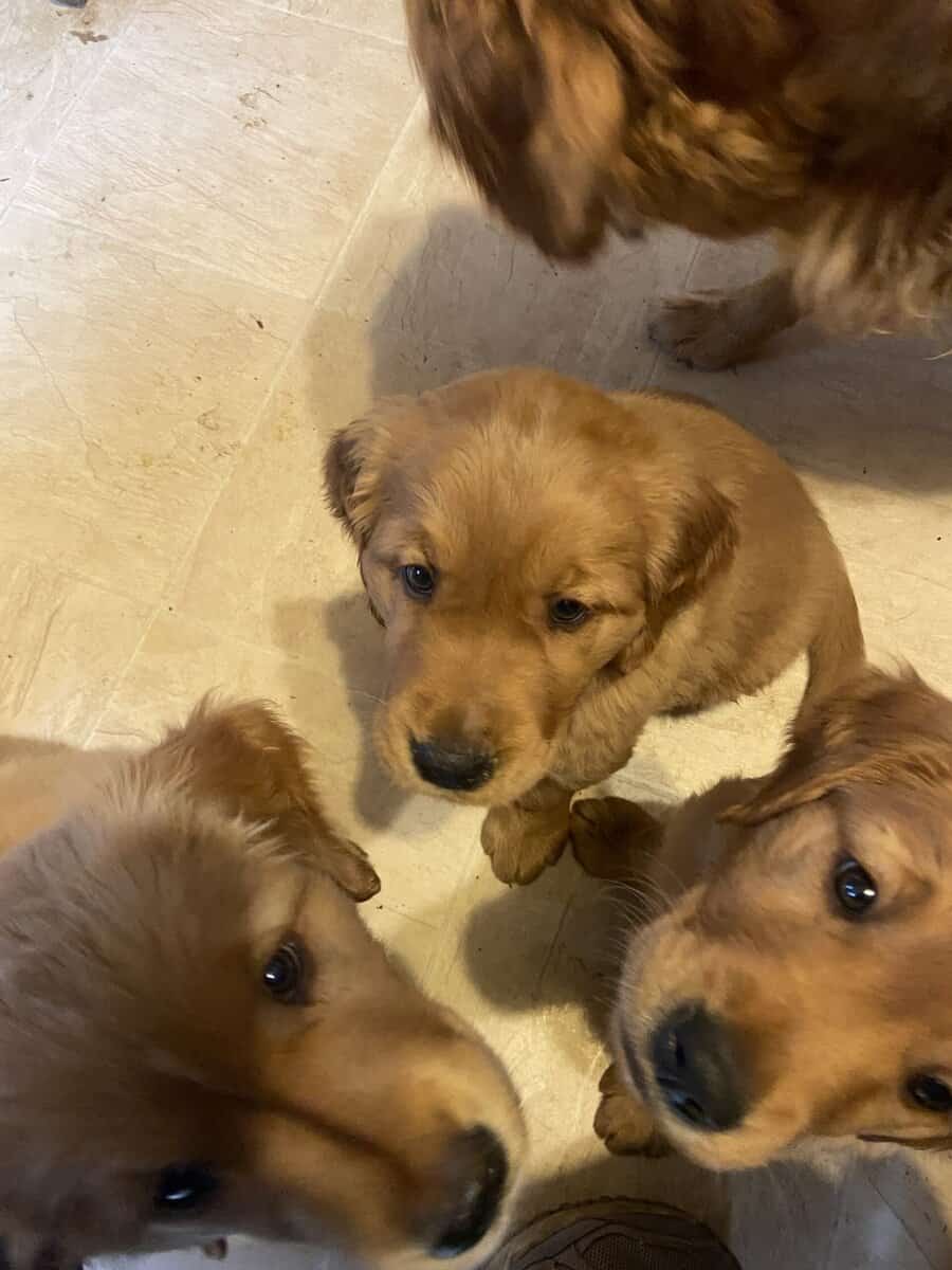 Golden Retriever Puppies image 1