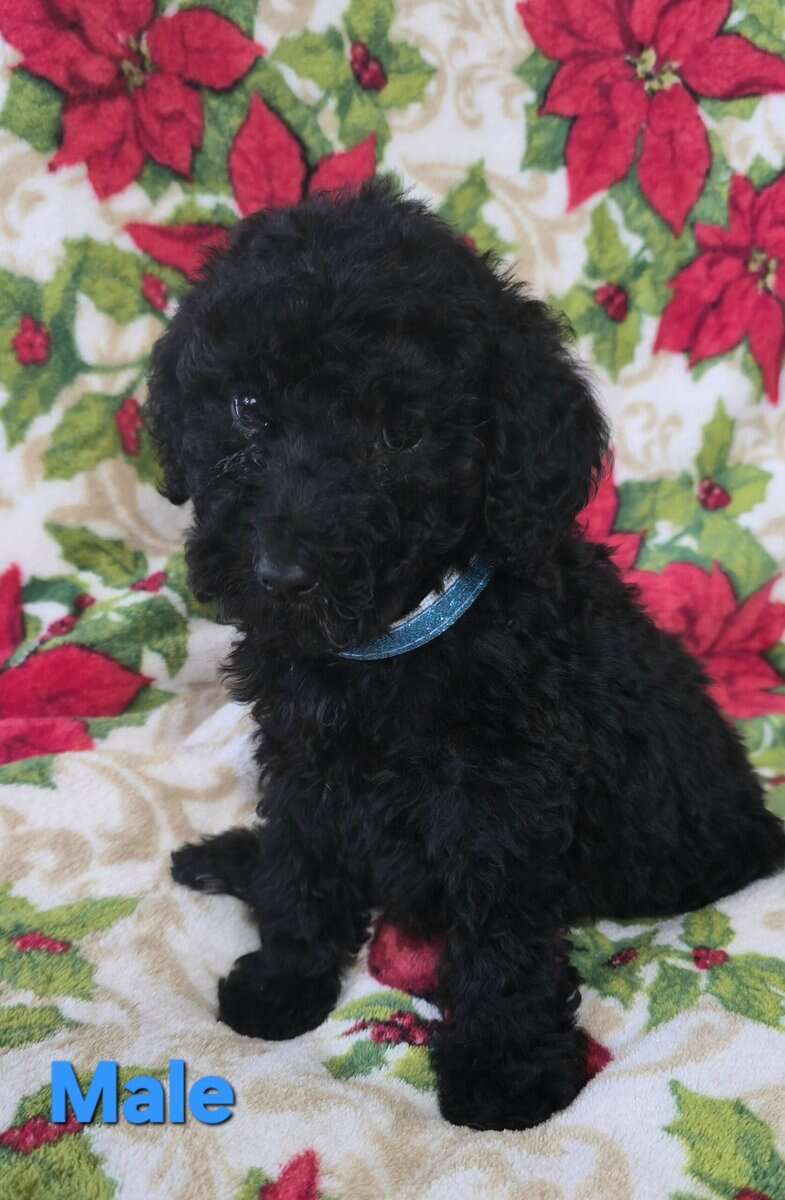 Poodle Puppies image 1
