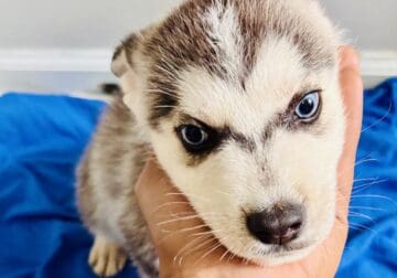 Husky Puppies For Sale