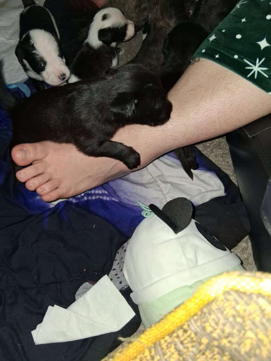 PITOODLE PUPPIES image 14