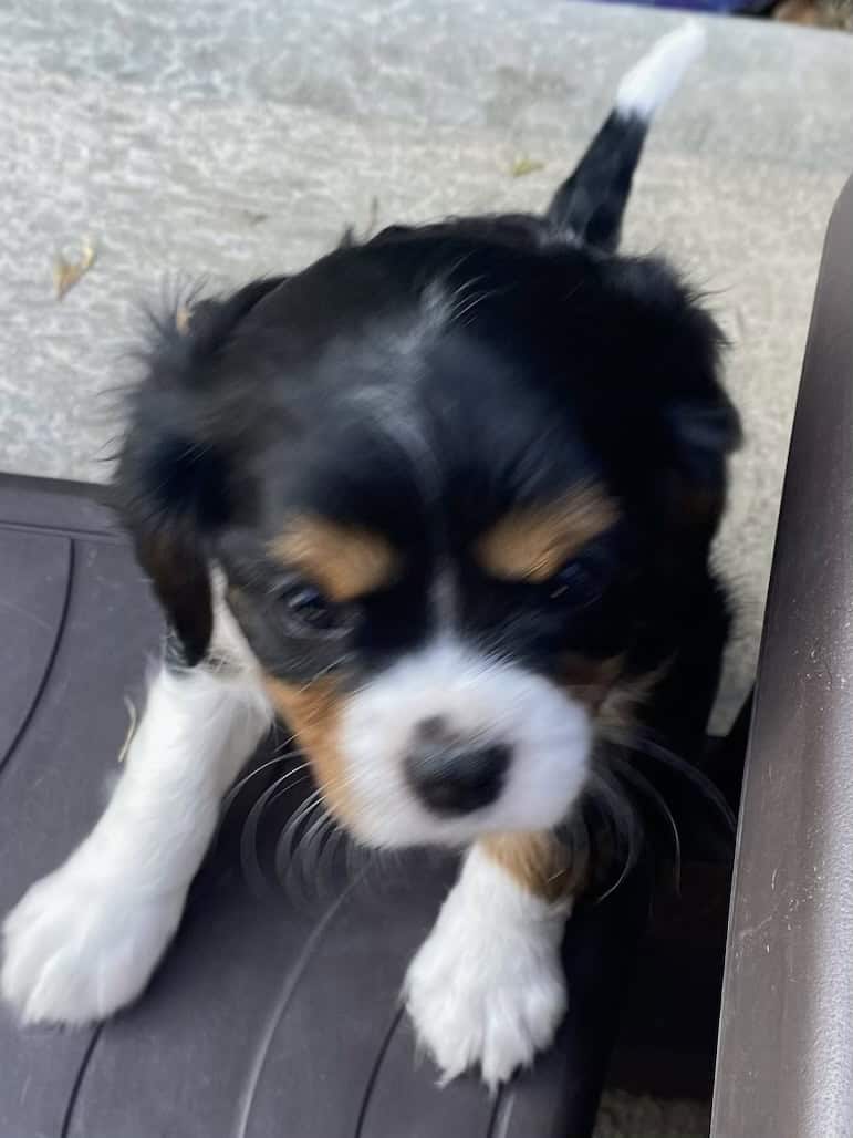 Cavalier puppies image 3
