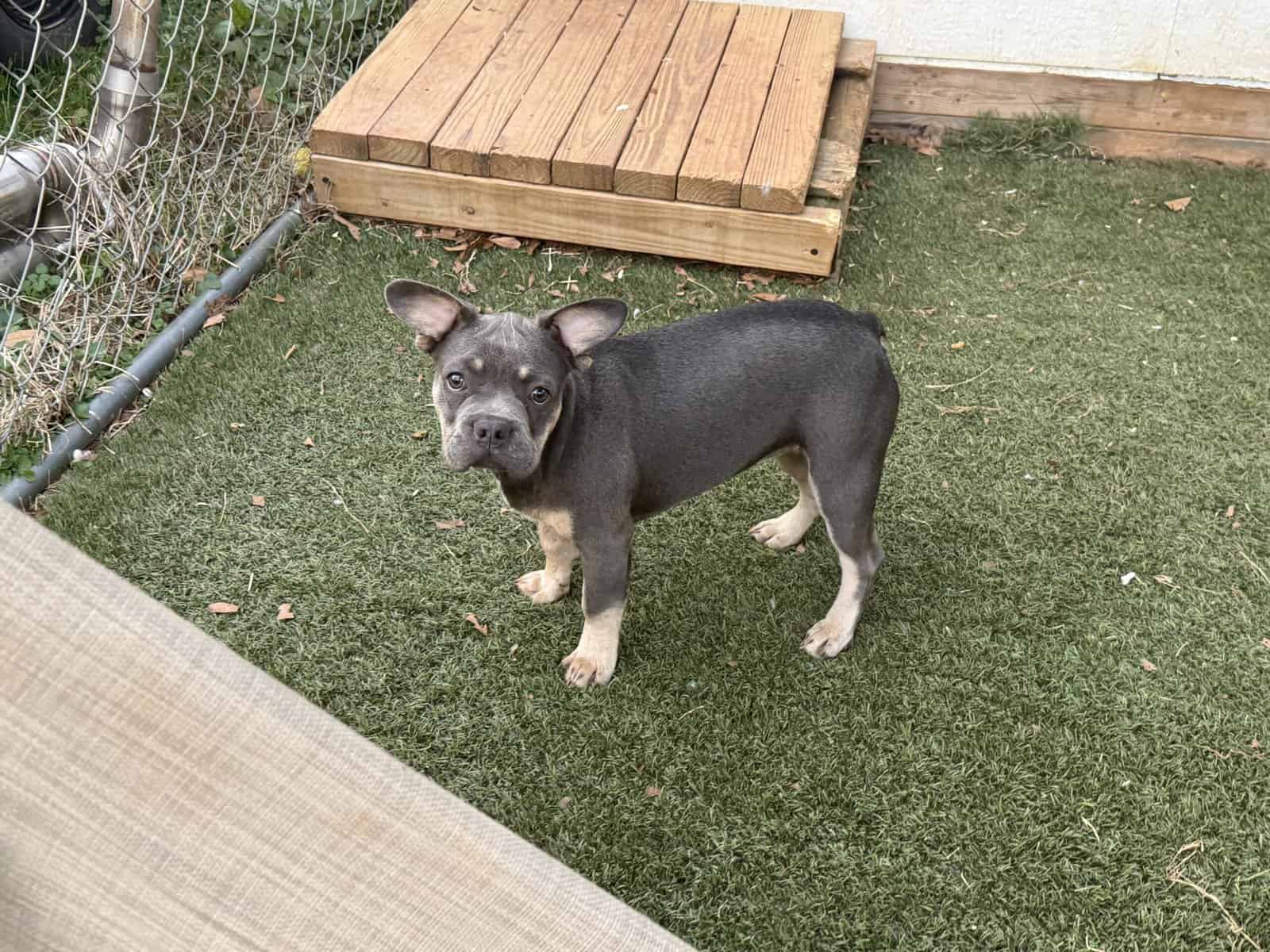 French bulldog puppy Purple image 2