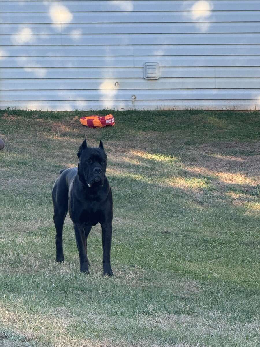 8 weeks old Male Cane Corso image 12