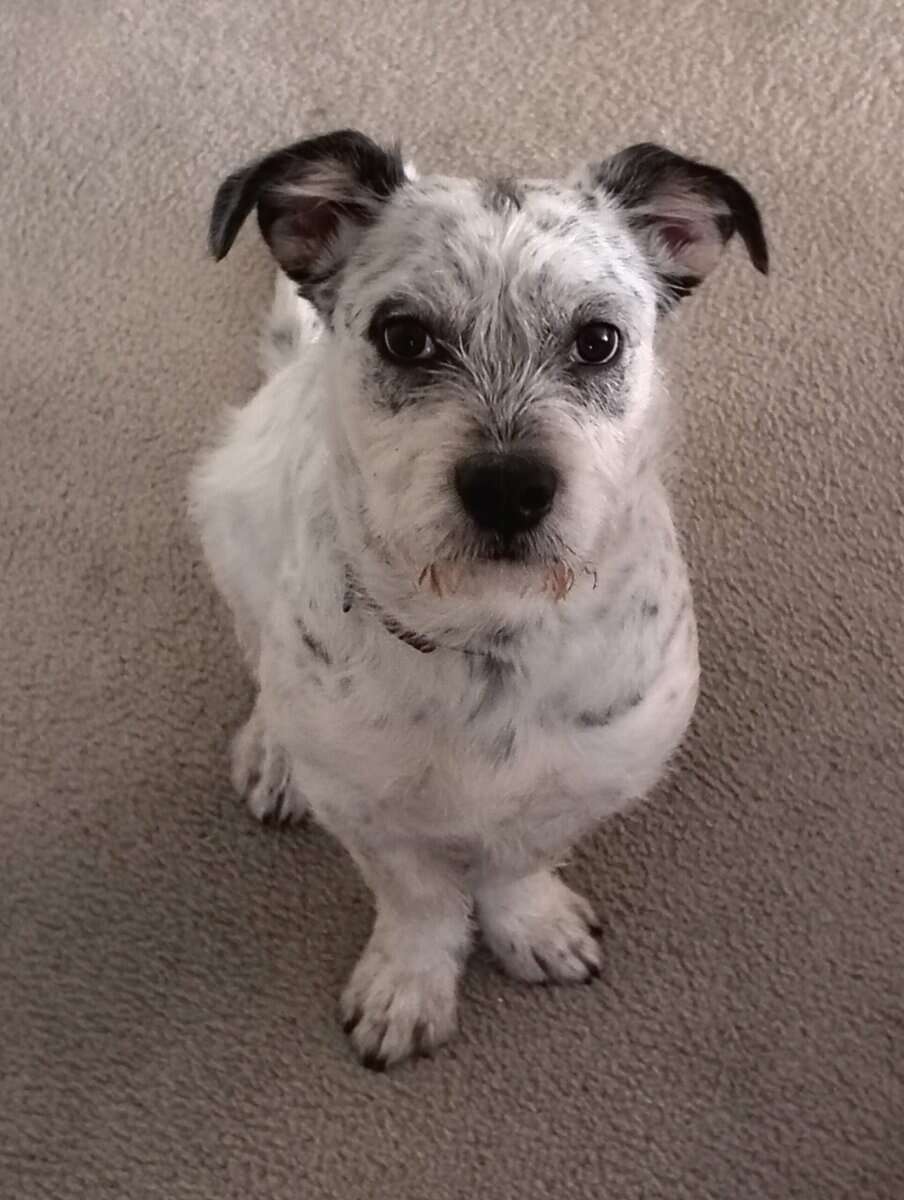 Meet Milo image 7
