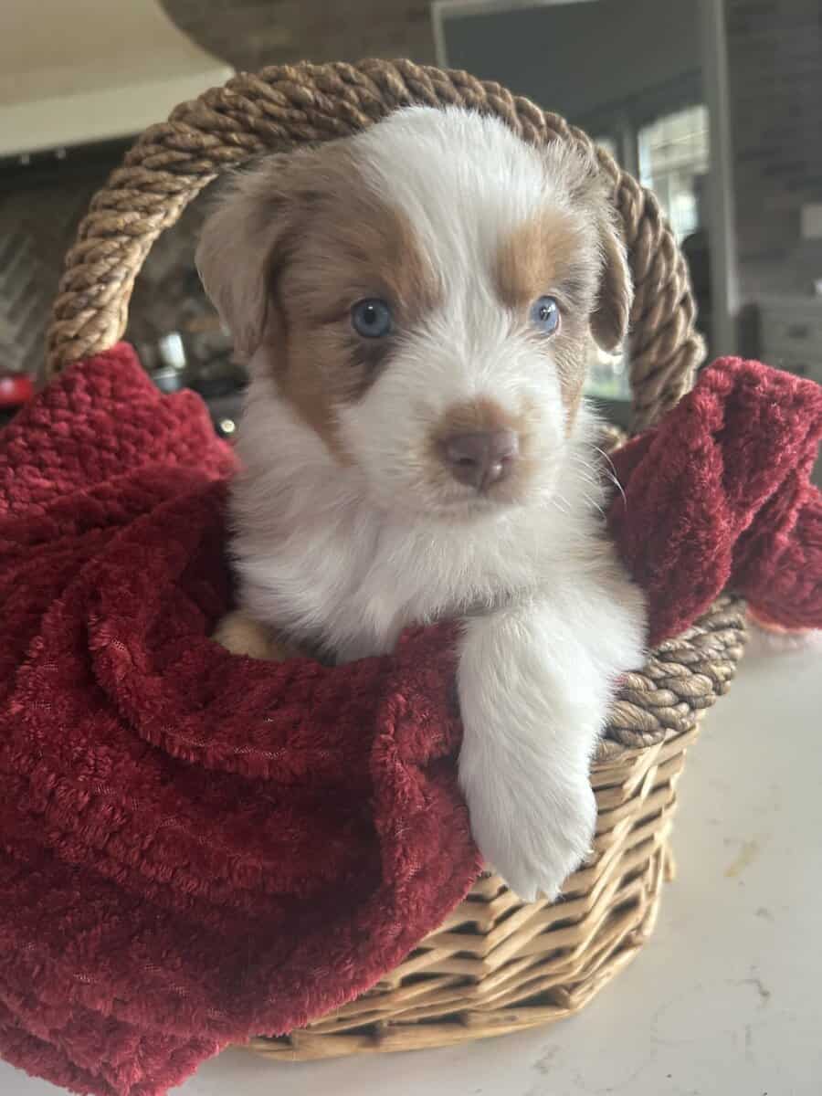 Mini Aussie Pups image 1