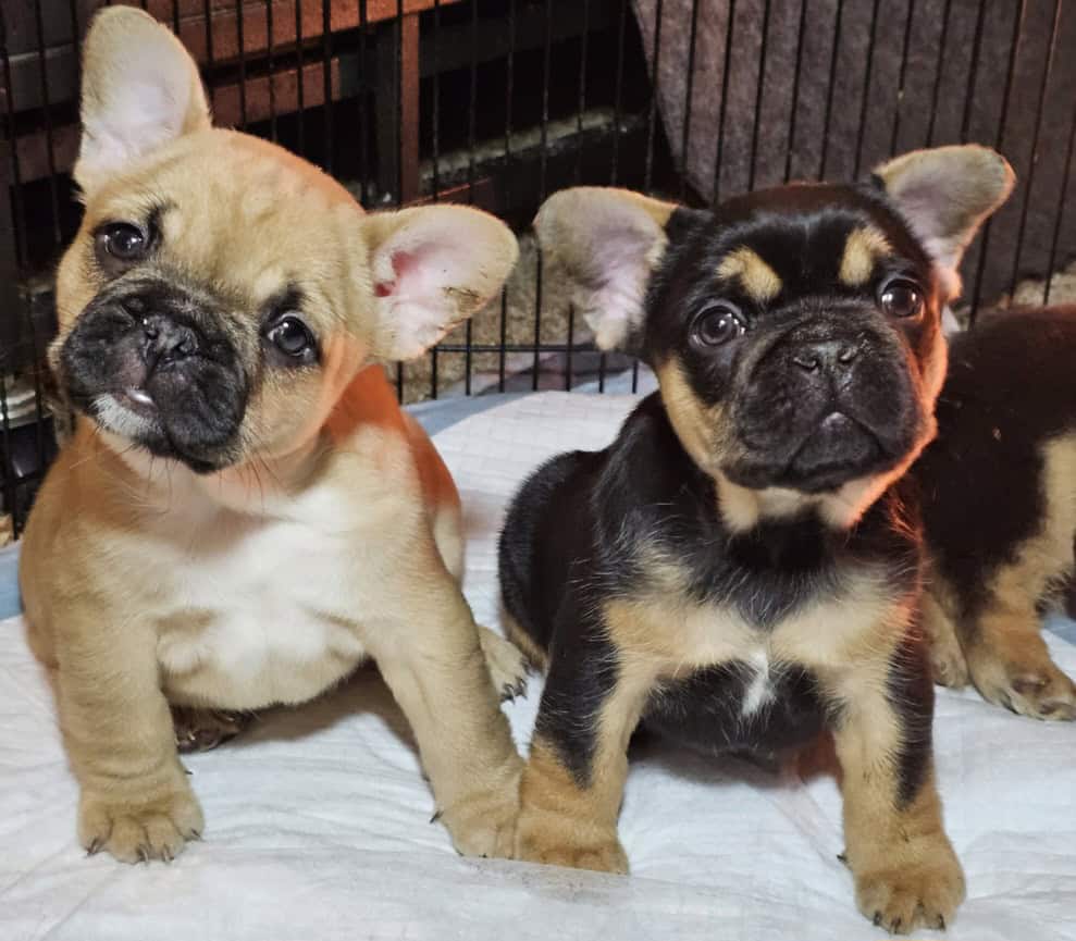 Fluffy frenchie puppies image 3