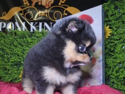 Pomeranians available