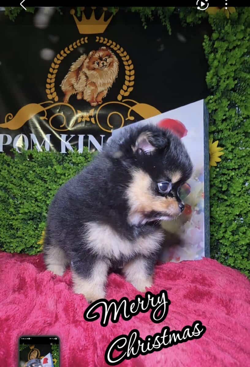 Pomeranians available image 1