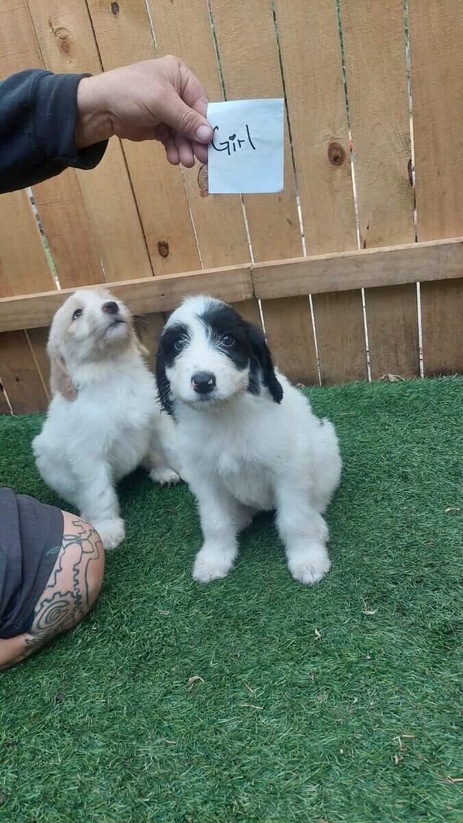 Pyradoodle Puppies image 5