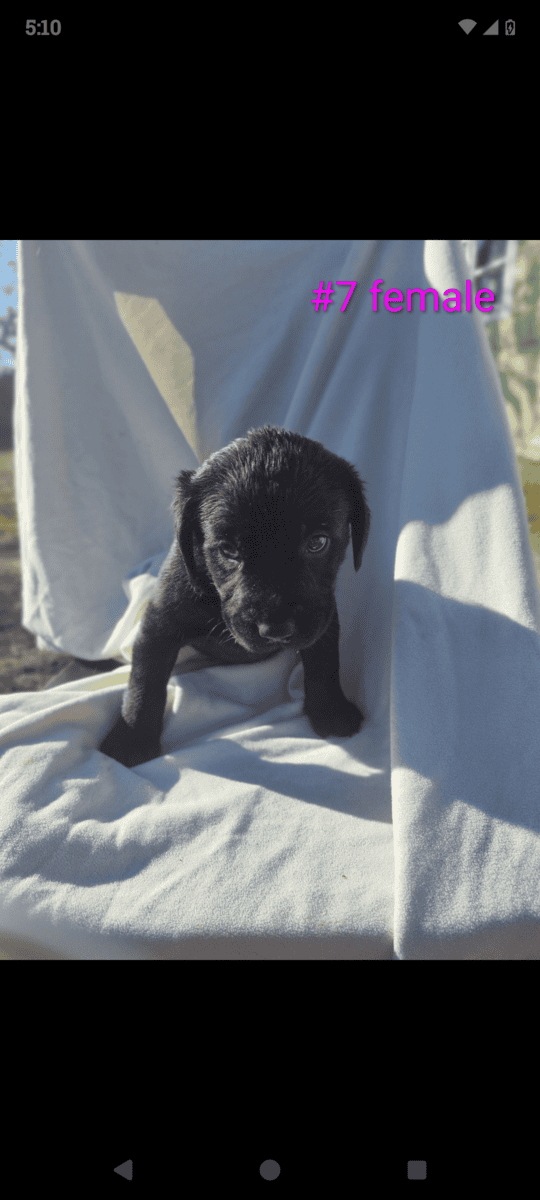 Golden Retriever and Chocolate lab pups image 2