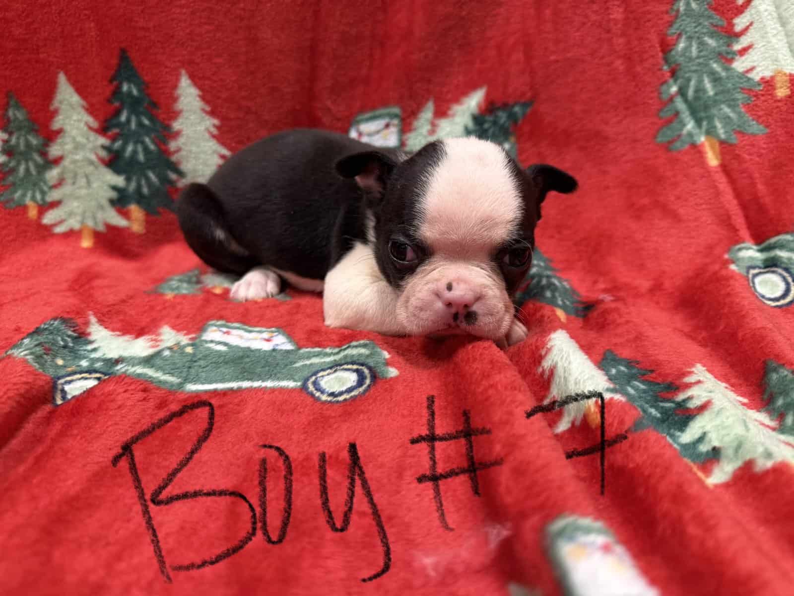 5 pups ready for home ckc reg image 5