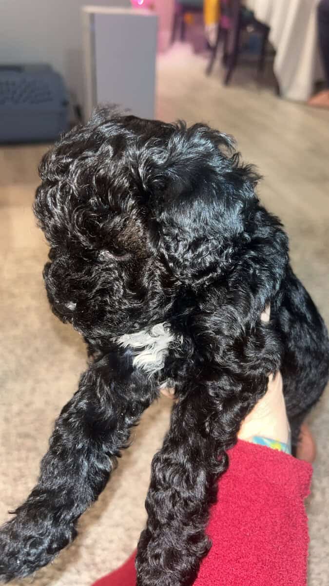 Tiny Doodle Puppies for Christmas in Iowa image 14