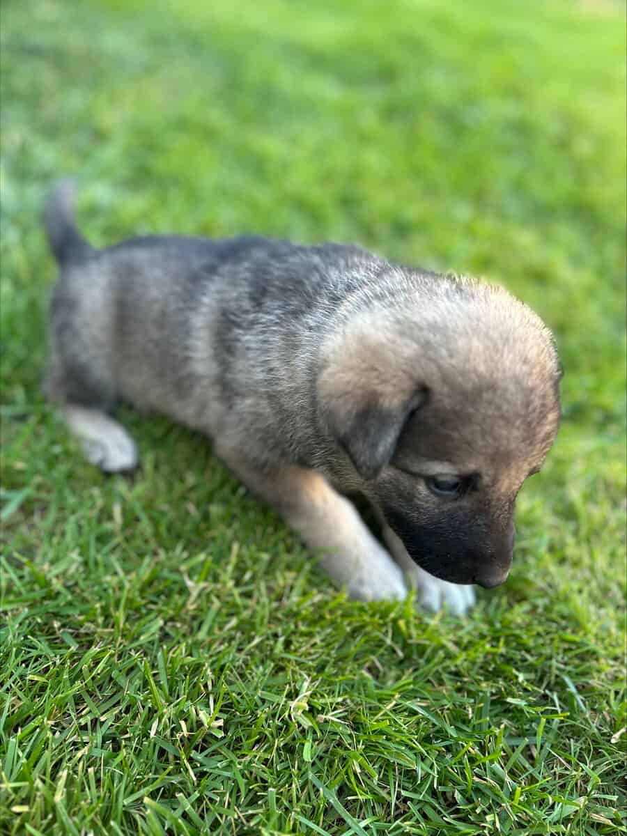 Anatolian and German Shepherd 50-50 mix image 12