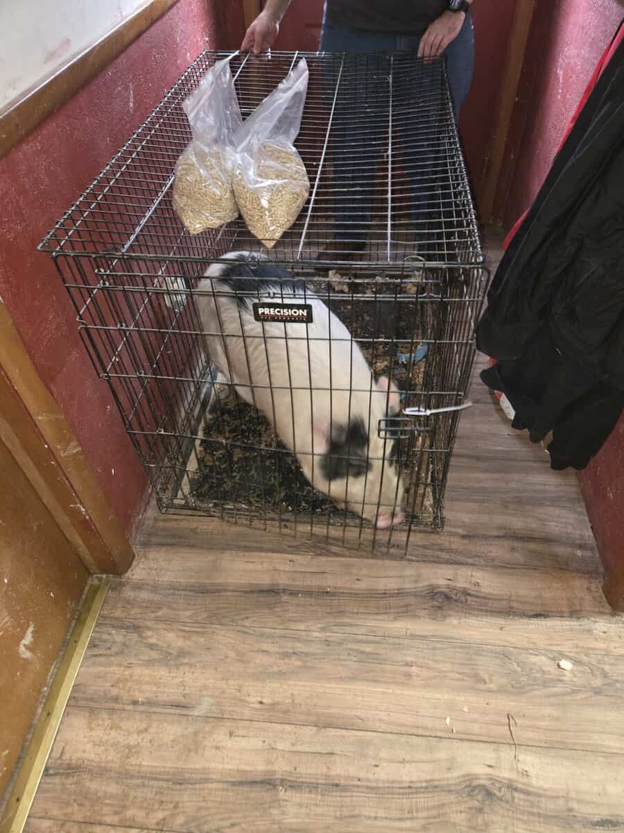 Pet piggies image 2